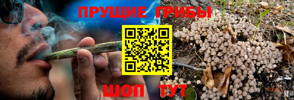 Псилоцибиновые грибы Psilocybe Иркутск